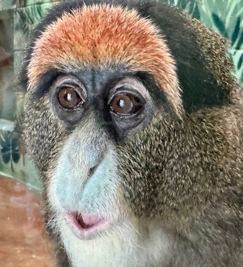 This Idaho Zoo Lets You See The State's Wildest Animals Up Close - Decor Hint Primates at Eye Level