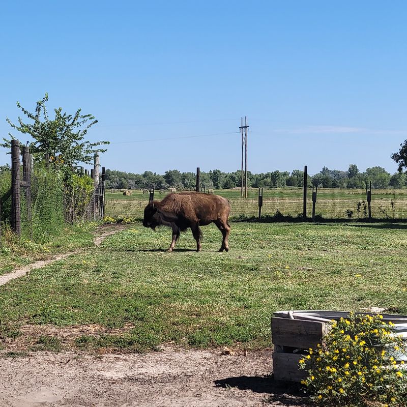 Buffalo Bill Cody's Restored Mansion Still Stands At His Ranch In North Platte, Nebraska - Decor Hint Bison Pastures and Peaceful Grounds