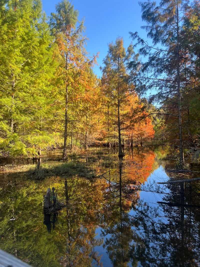 Mark Your Calendar For A Very Colorful November Weekend
