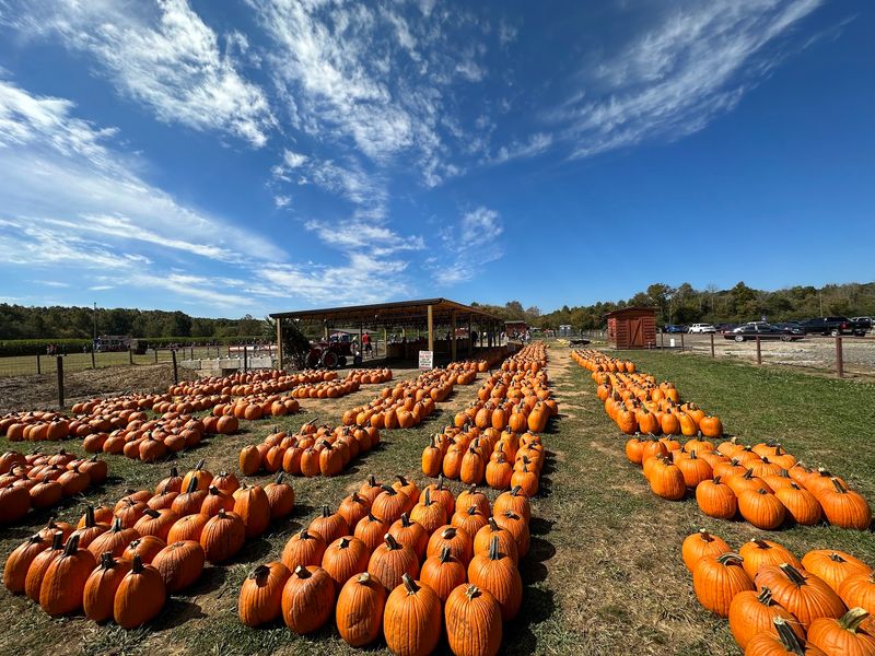 Somebody Has To Pick The Perfect Pumpkin