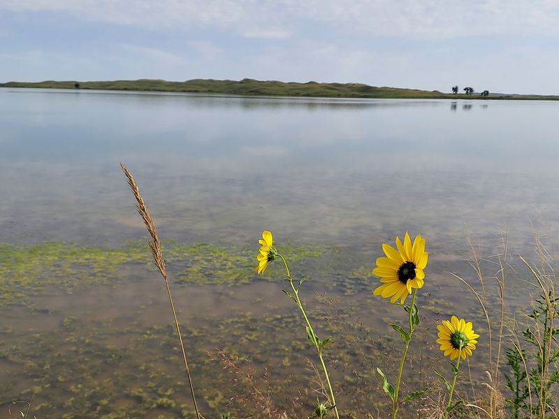 Before You Drive Out Know That Nebraska's Sandhills Hold A Lake Where Bison Wade At Dusk - Decor Hint Grouse On The Hills And Ducks On The Water