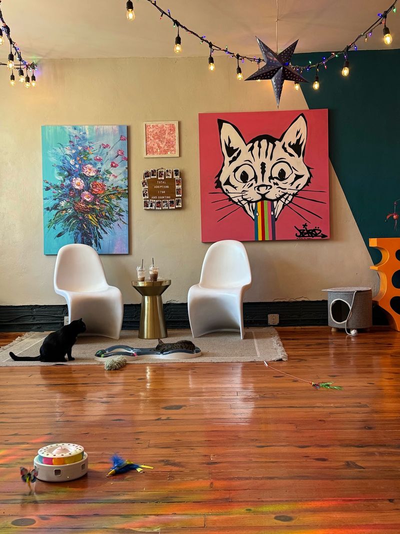 Over 200 Cats Have Found Homes Thanks To This North Carolina Cat Lounge, And One Visit Could Change Your Life - Decor Hint The Building Spent Four Decades As A Movie Theater