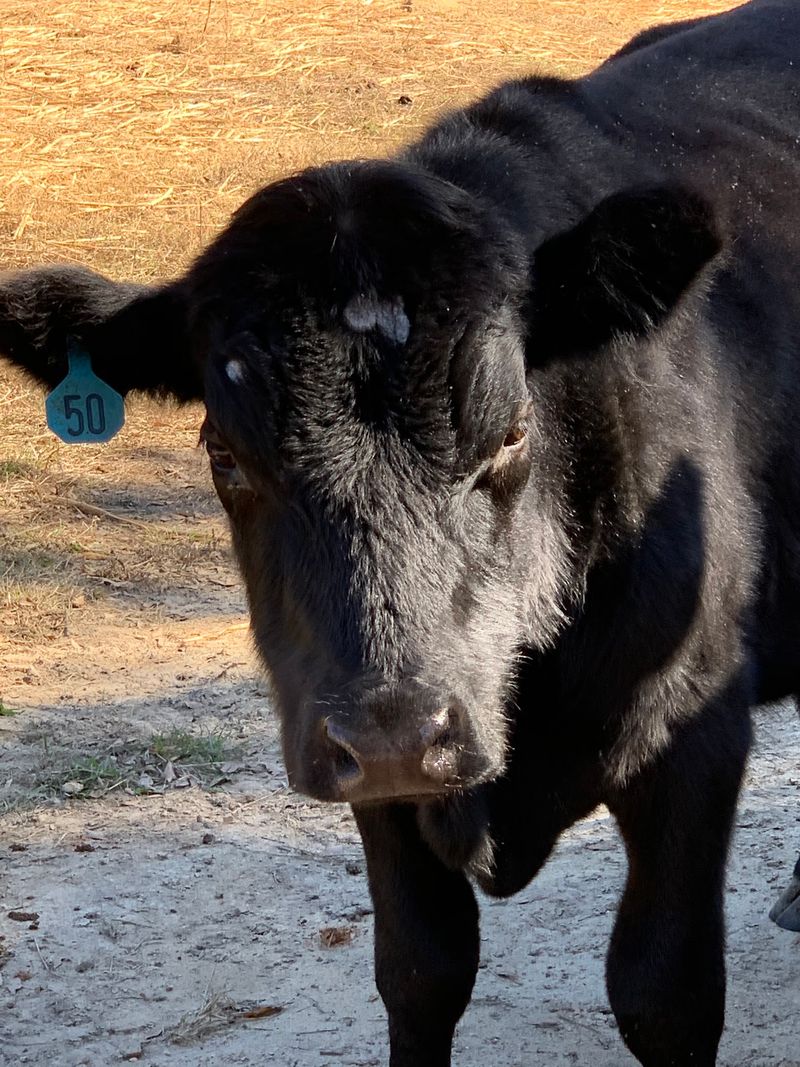 Skip The Grocery Store: These 9 Georgia Farms Offer Locally Raised Beef To Take Home - Decor Hint Jim Fuller Farm
