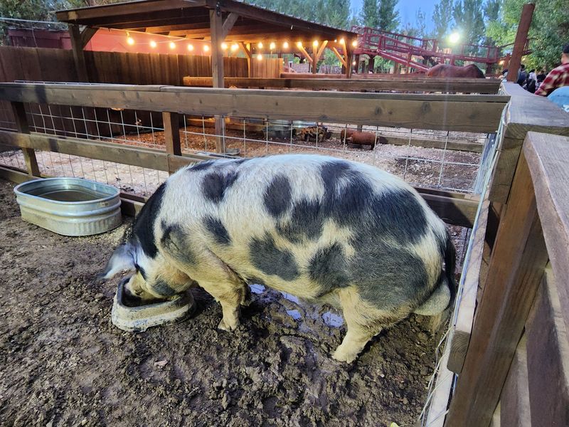 Hundreds Of Animals At The Petting Zoo