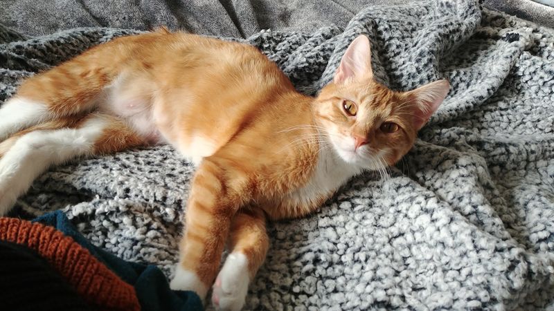 Puppies, Kittens And Couch Potatoes Of Every Age