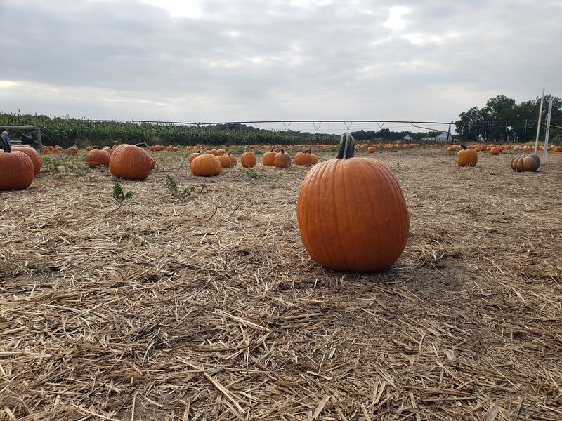 Mr. Pepper's Pumpkin Patch, Laurel
