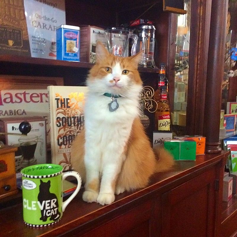 Furry Clerks On Duty