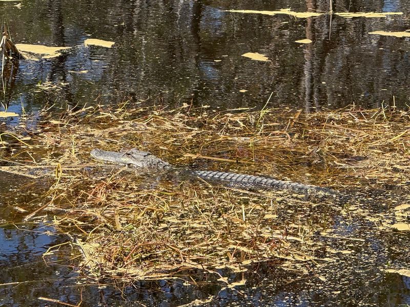 This Hidden North Carolina Pond Is Crawling With Alligators, And It’s Scarier Than You Think - Decor Hint Keep Pets And Children Well Away From The Water’s Edge