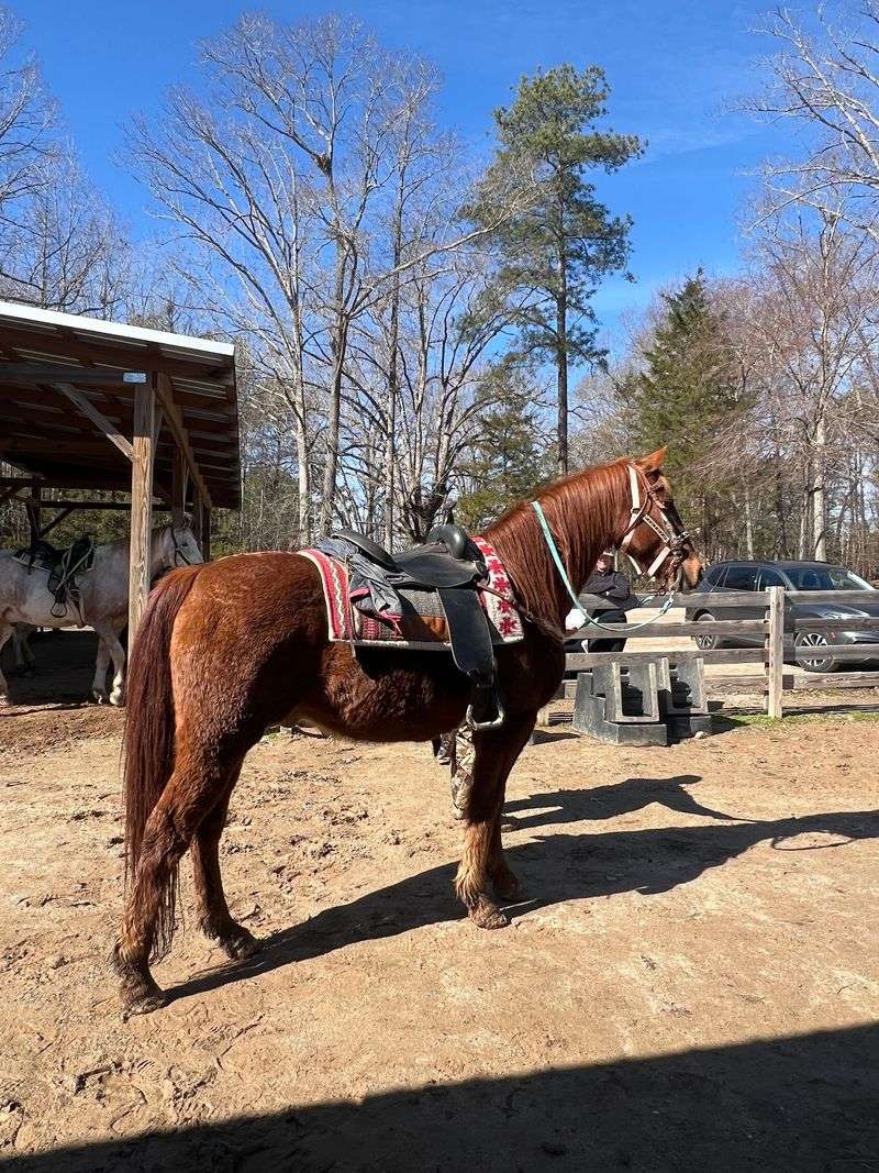 Meet More Of The Horses And Farm Animals Before Heading Home