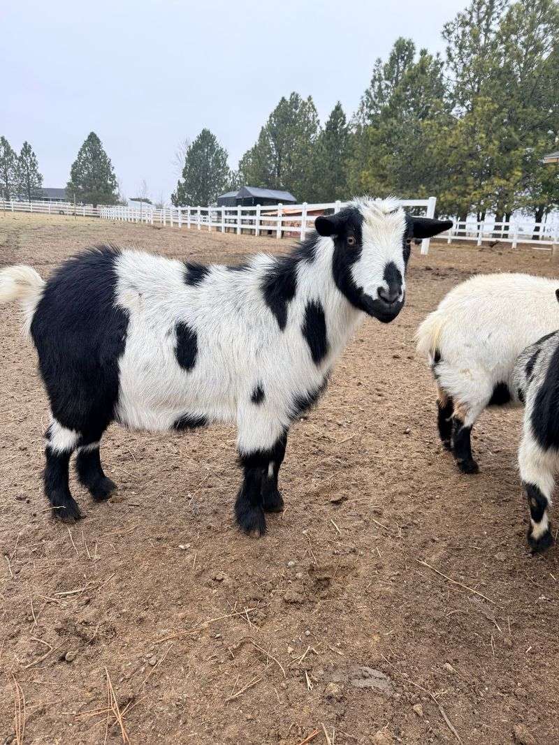 Back Forty Farm & Ranch In Nampa
