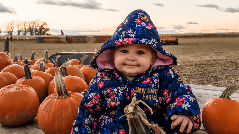New Sweden Farms Idaho Falls Corn Maze and Pumpkin Patch In Idaho Falls