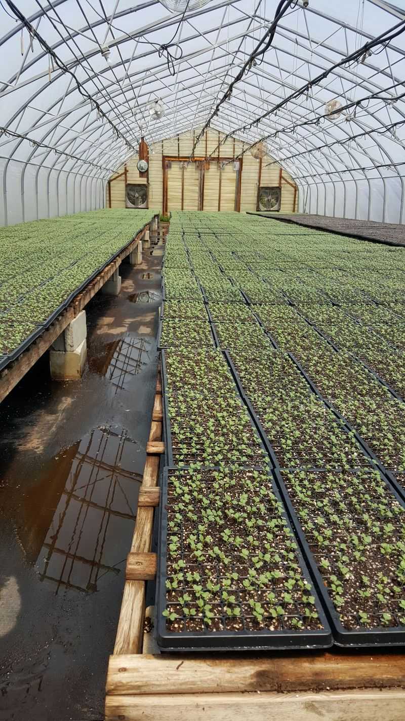 Magee Farms, Selbyville