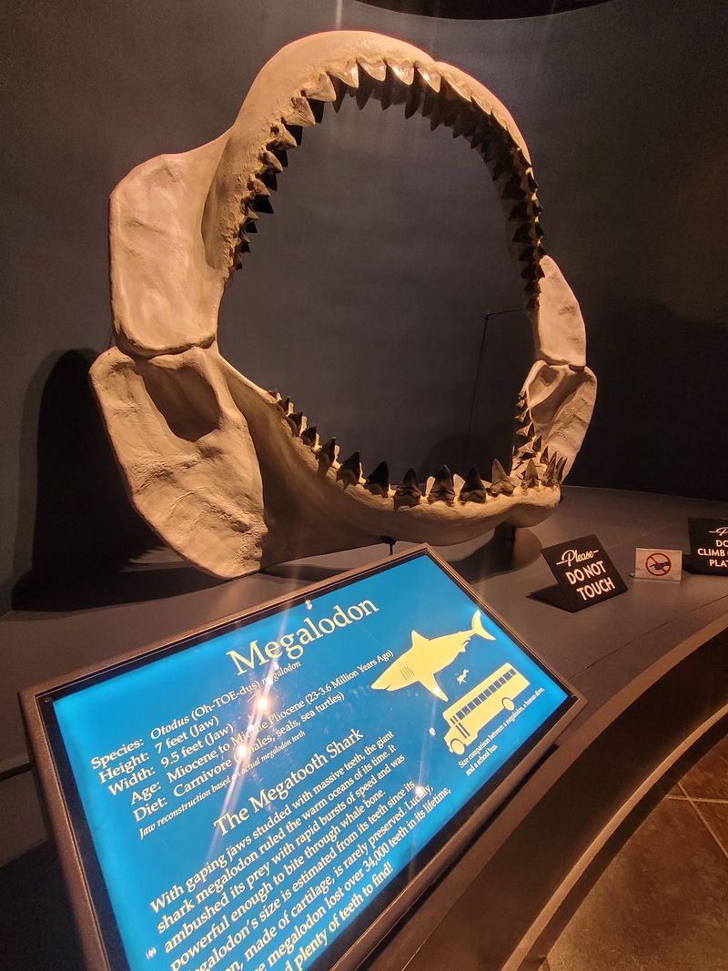 Stand Beside A Jaw Bigger Than Your Car