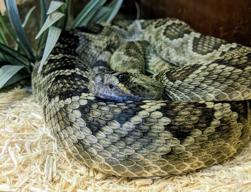 You Can Watch Experts Collect Snake Venom At This Kentucky Zoo With One Of The Biggest Venomous Snake Collections In The World - Decor Hint The Story Started With One Man And A Big Idea In 1989