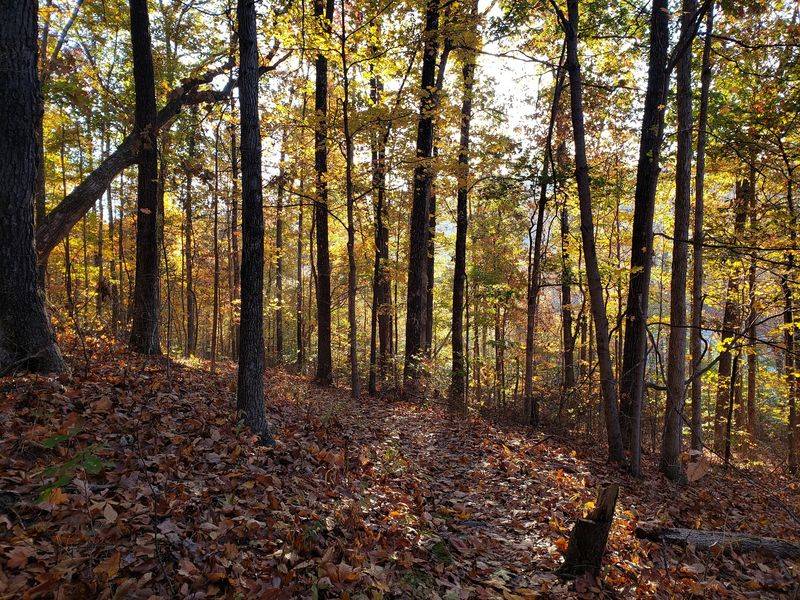 Jefferson Memorial Forest