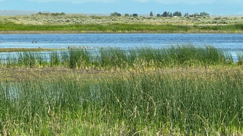 Why Migratory Birds By The Hundreds Stop At These 8 Idaho Wetlands - Decor Hint Camas National Wildlife Refuge Visitor Center, Hamer, ID