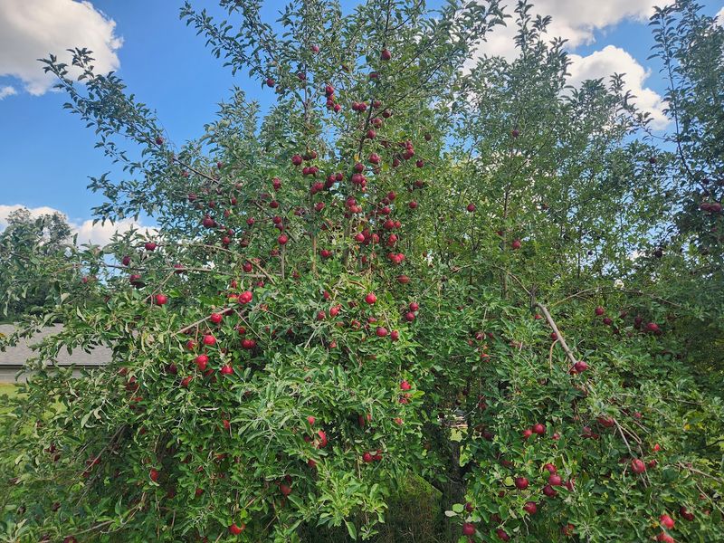 Super Bee Orchard In Fort Calhoun