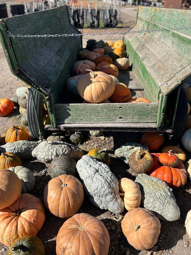 Until Halloween These 8 Nebraska Pumpkin Patches Let You Pick Pumpkins - Decor Hint Helgoths Pumpkin Patch