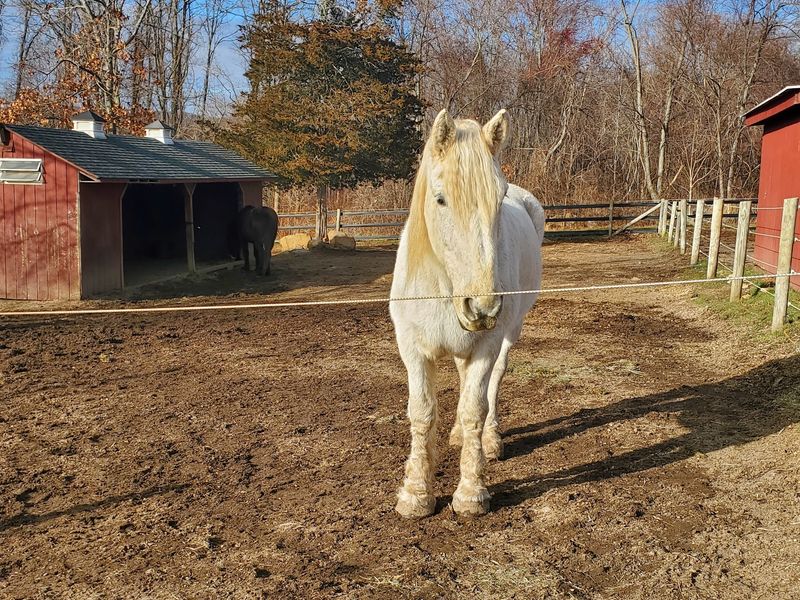 A Second Chance For Rescued Animals