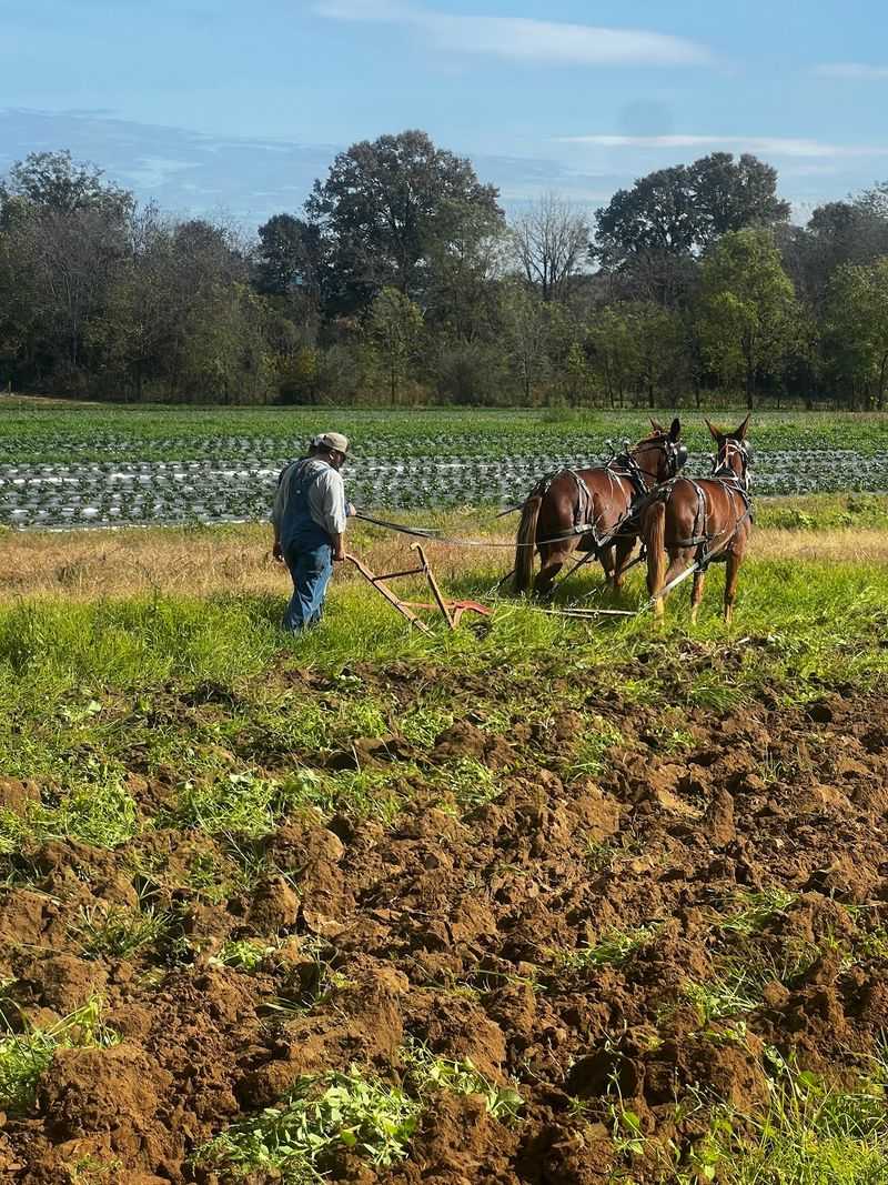 Pumpkins, Hay, And A Maze With Your Name On It