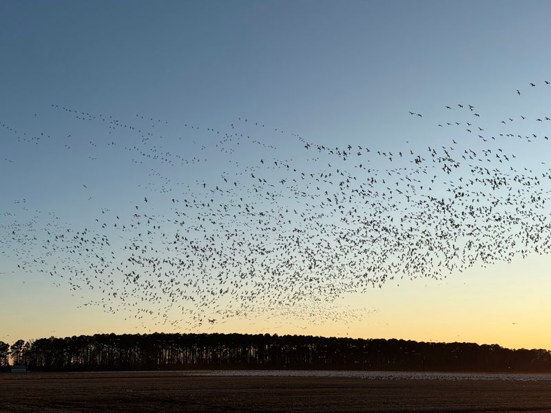 Pocosin Lakes National Wildlife Refuge