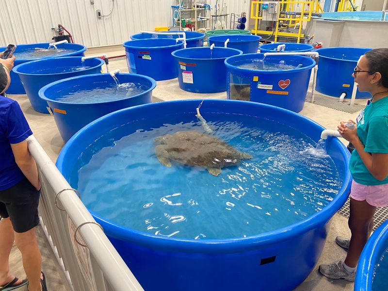 Karen Beasley Sea Turtle Rescue And Rehabilitation Center