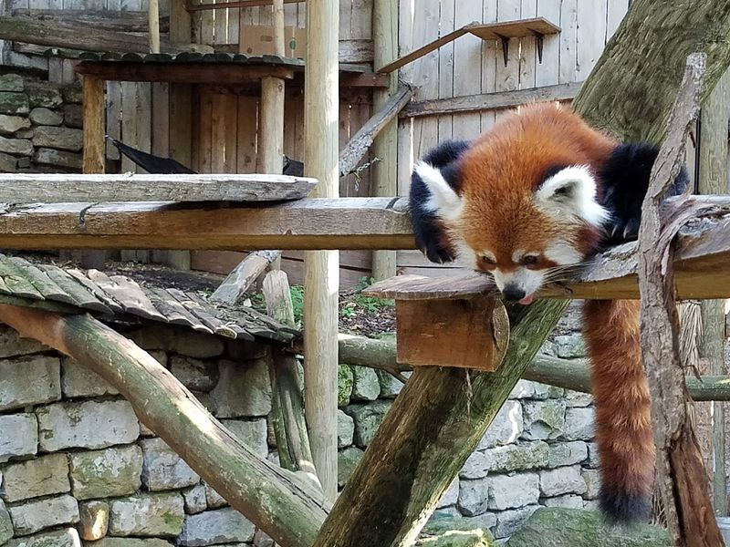 A Brand-New Passage Built for Red Pandas