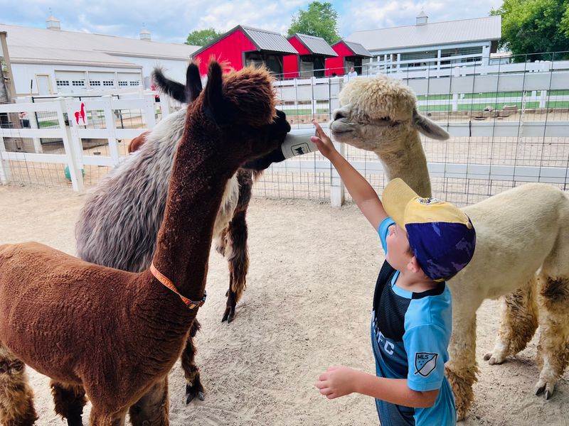 Hand Feeding Inside The Pens