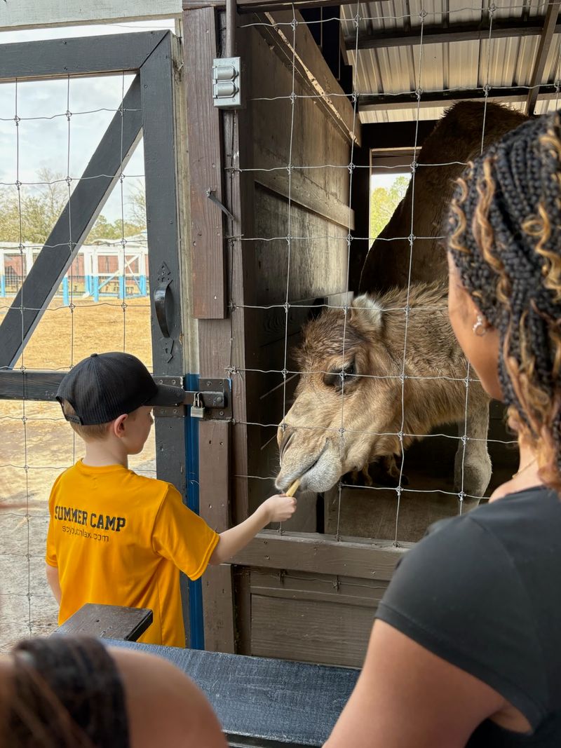 This Georgia Zoo Lets You Get Up Close With Sloths, Camels, And Exotic Animals - Decor Hint Snack Time With A Camel Named Camel