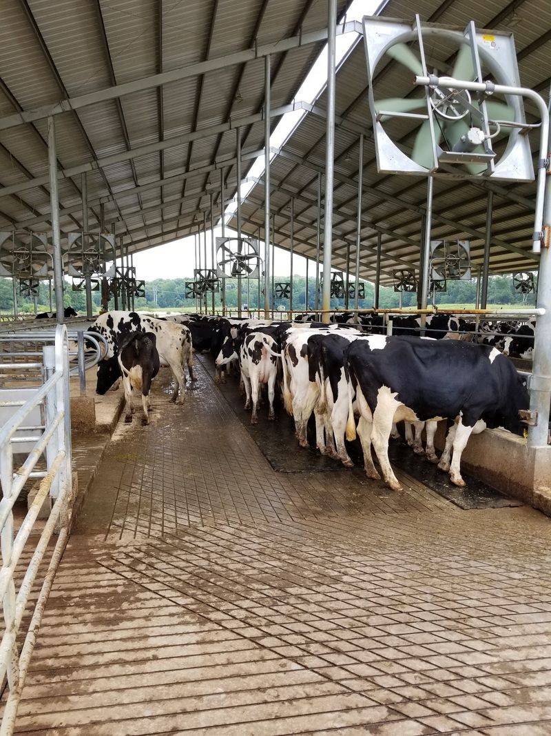 The Cows Here Live Better Than Some College Students