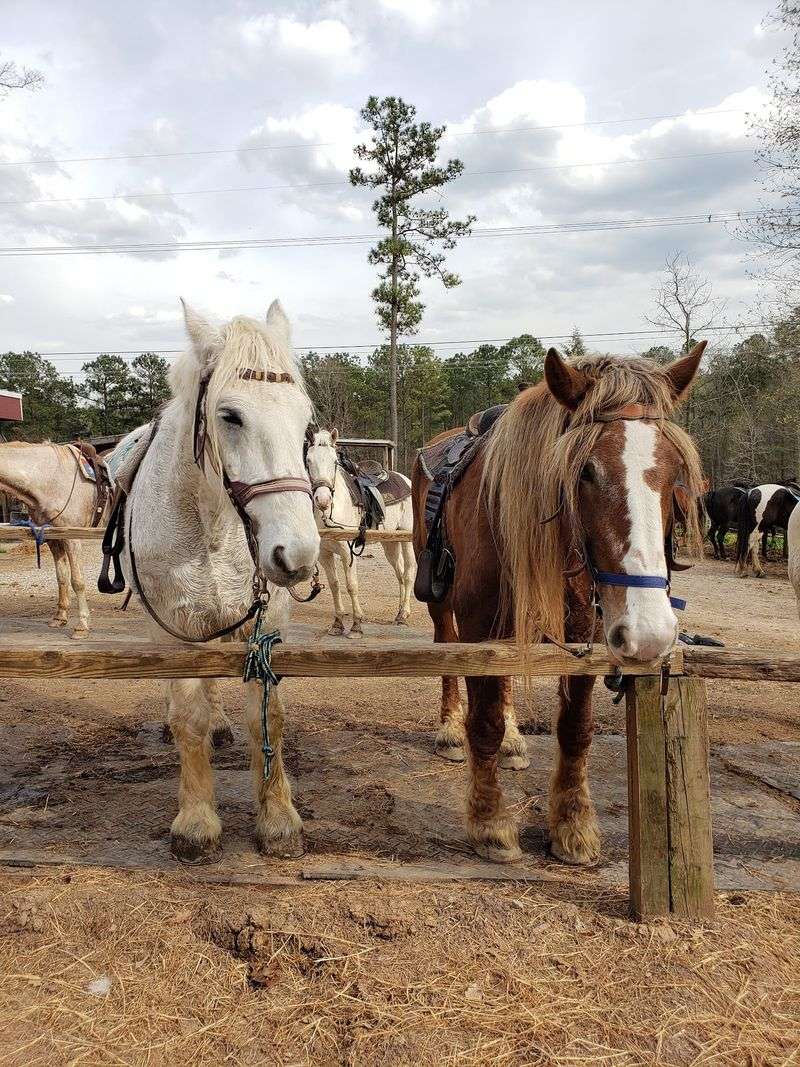 Reserve Ahead If Riding One Of The Bigger Draft Horses Is On Your List