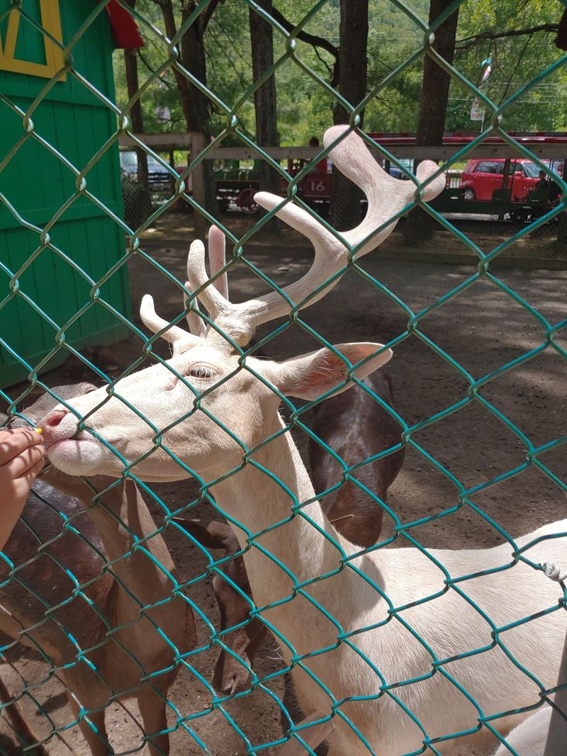 This October, Meet Santa And Real Reindeer At A North Carolina Park That Celebrates Christmas Early - Decor Hint See Real Reindeer Alongside Bears, Kangaroos, Lemurs And Other Animals