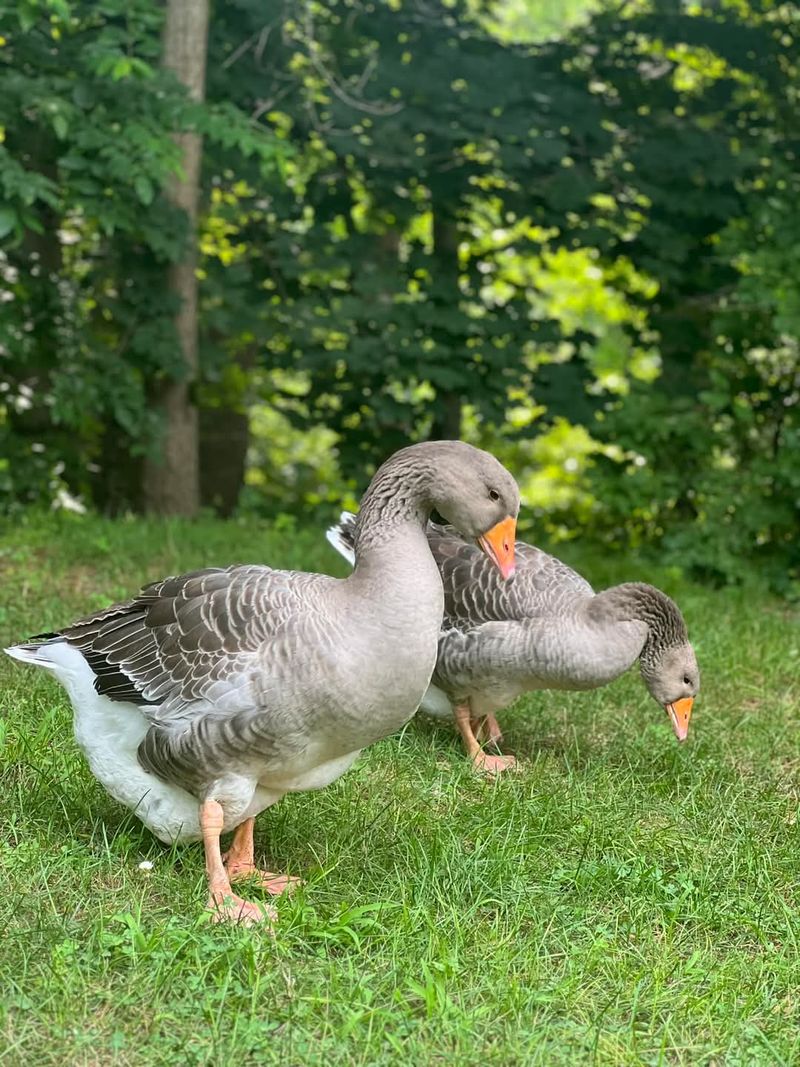 Yes, You Can Leave With A Goose