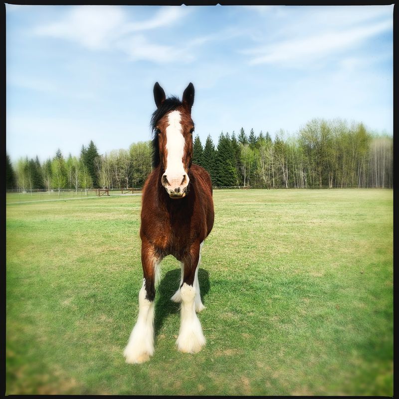 A Clydesdale Ranch Sitting Quietly In The Selle Valley