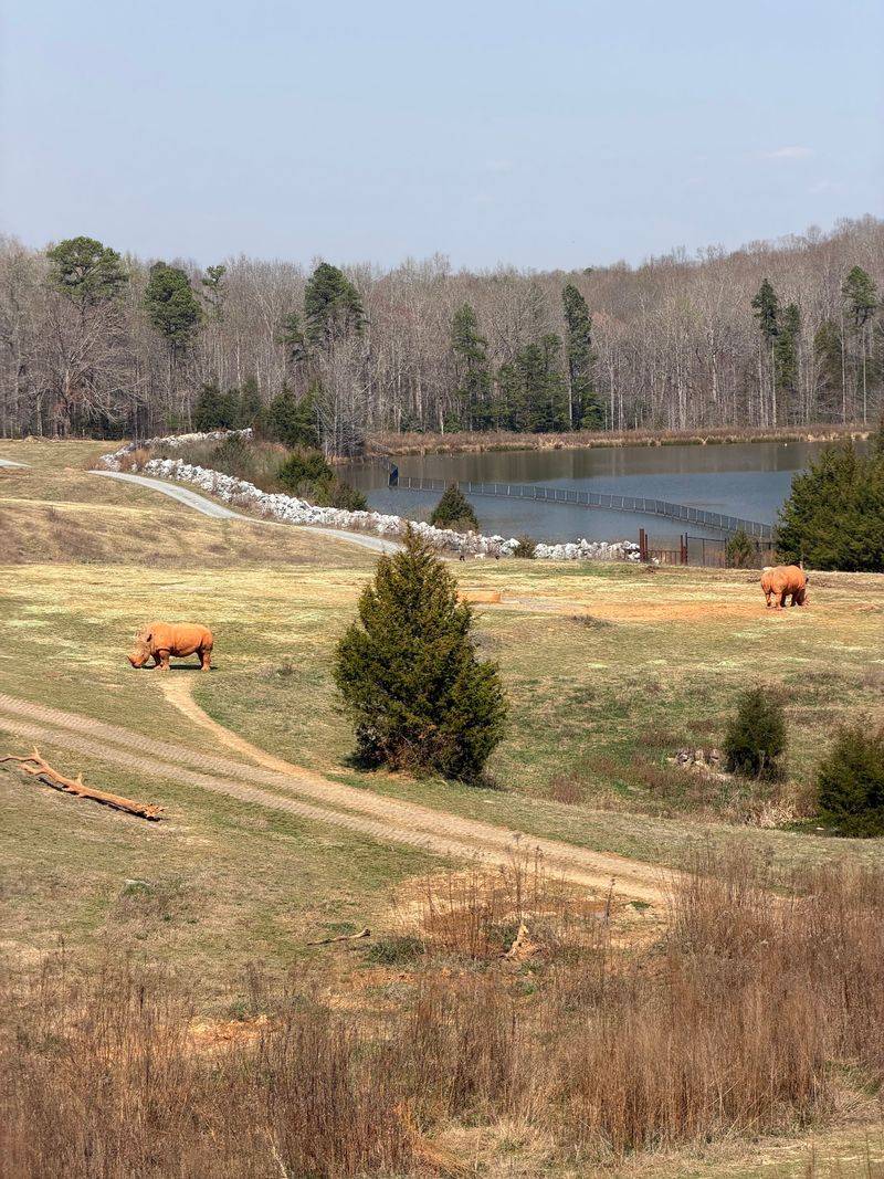 These 5,000 Pound Rhinos Can Run 30 MPH, And You Can See Them In North Carolina - Decor Hint Forty Acres Of Room To Roam Changes Everything