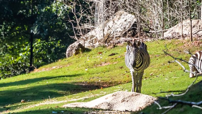North Carolina Hides A 40-Acre African Wildlife Paradise Where Giant Elephants Roam - Decor Hint Hop Into An Open-Air Truck For A Real Safari Feeling