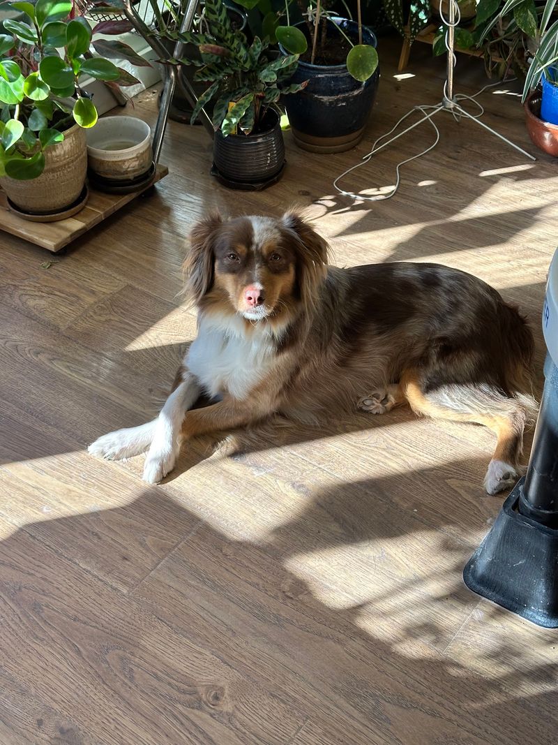 A Four-Legged Studio Greeter Named Atlas