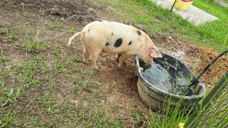 Crossbred Pork For Everyday Feasts