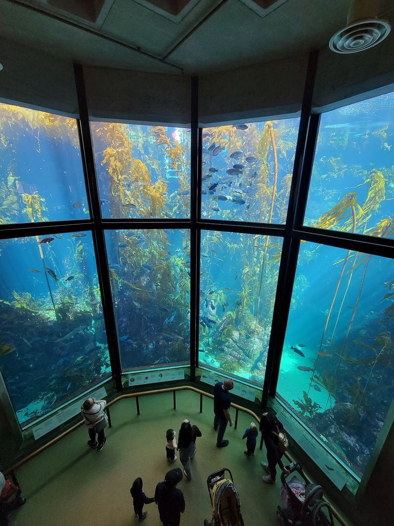 You Can Stare At A Living Kelp Forest For Way Too Long