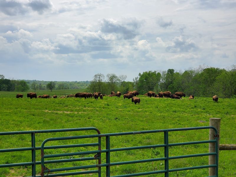A Herd With A Remarkable Backstory