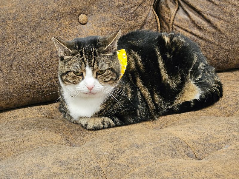 Fifty Minutes Or Four Hours, Pick Your Level Of Cat Commitment