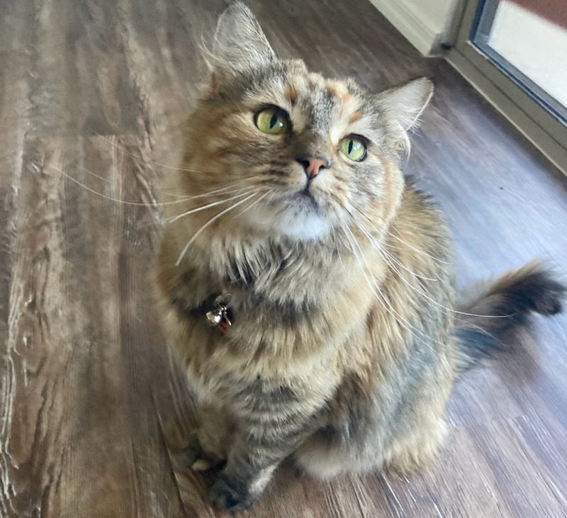 Adoption Perks Packed Into Every Feline Fresh Start