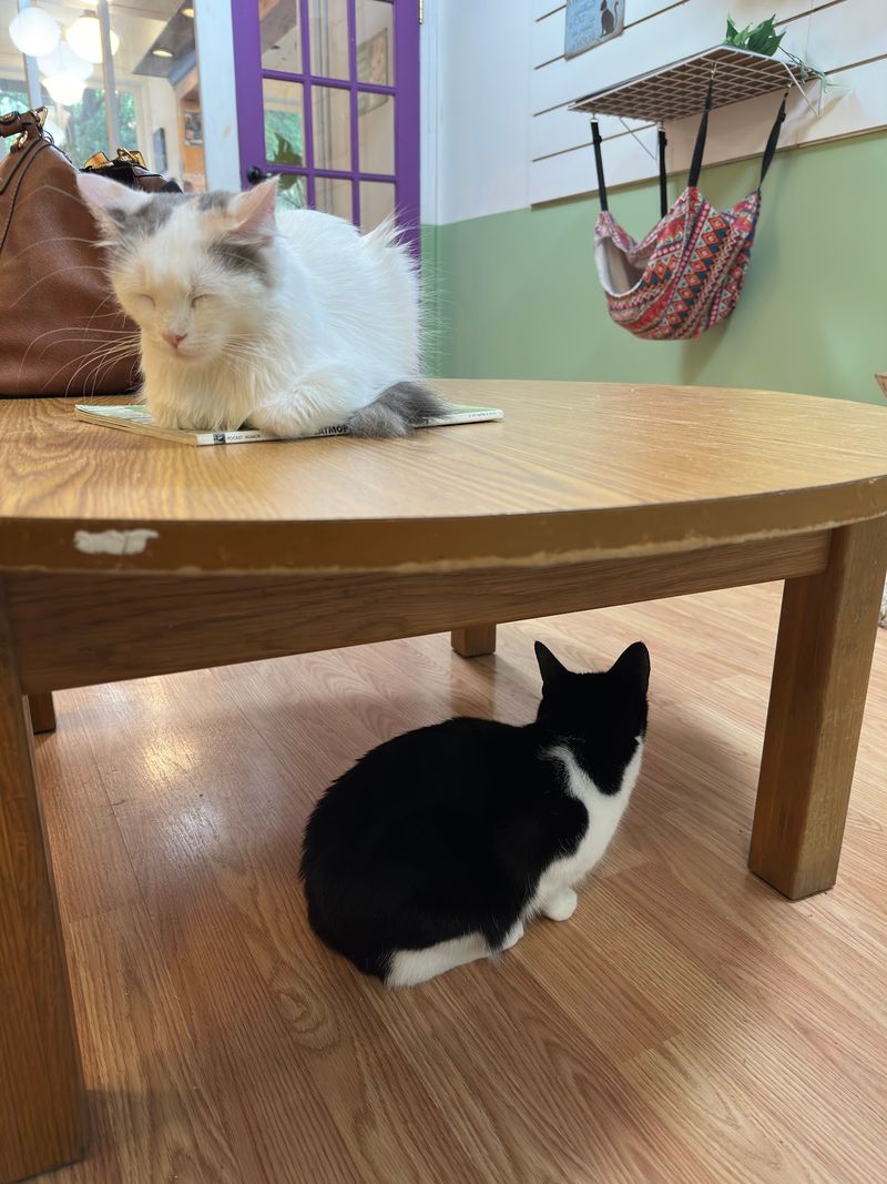 Alley Cat Cafe, Ithaca