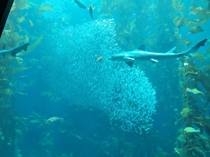 Scientists Explain Why Kelp Forests Need Our Help