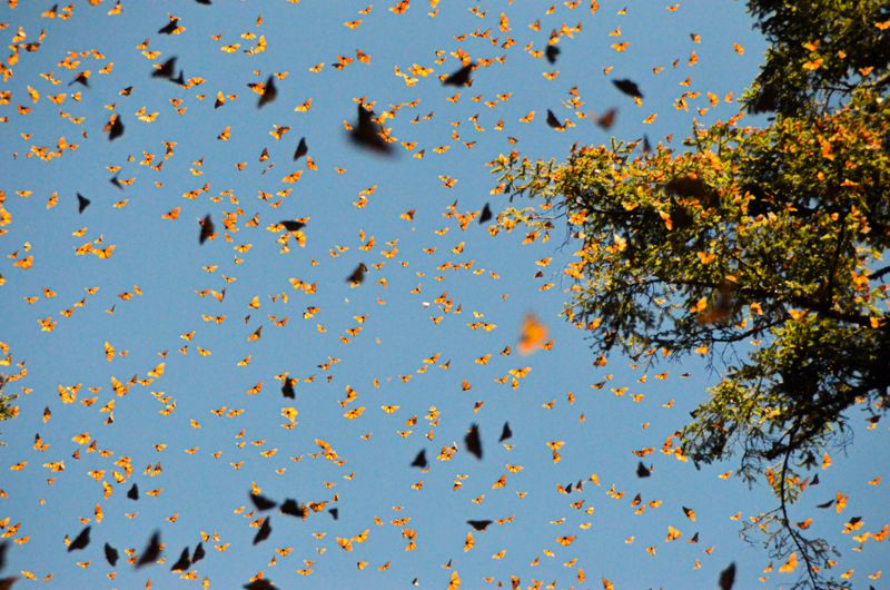 Thousands Of Monarch Butterflies Are Passing Through North Carolina’s Mountains This Fall - Decor Hint Mhr4lpJtP85ebGYZ - Decor Hint