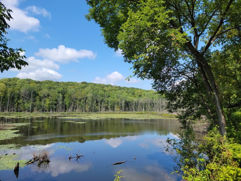 These 11 Connecticut Towns Have The Most Deer Collisions And Fall Is The Riskiest Season - Decor Hint Shelton