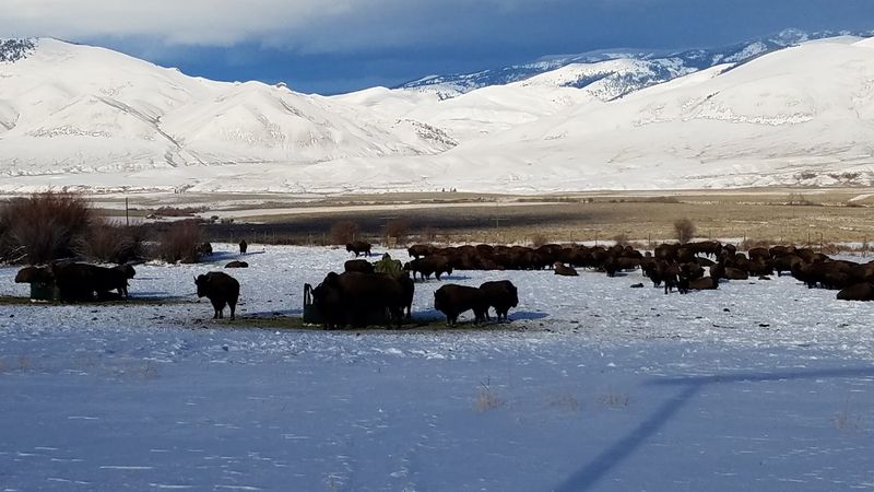 Bison Graze The Pastures At Blackhorn Bison Ranch In Lemhi, Idaho - Decor Hint Moose, Elk, And Surprise Guests