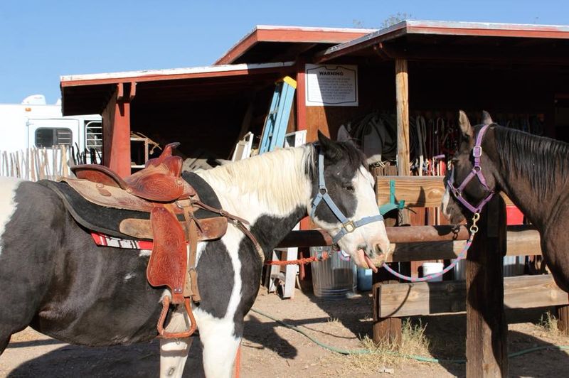 Saddle Up For Easygoing Rides Across The Prairie