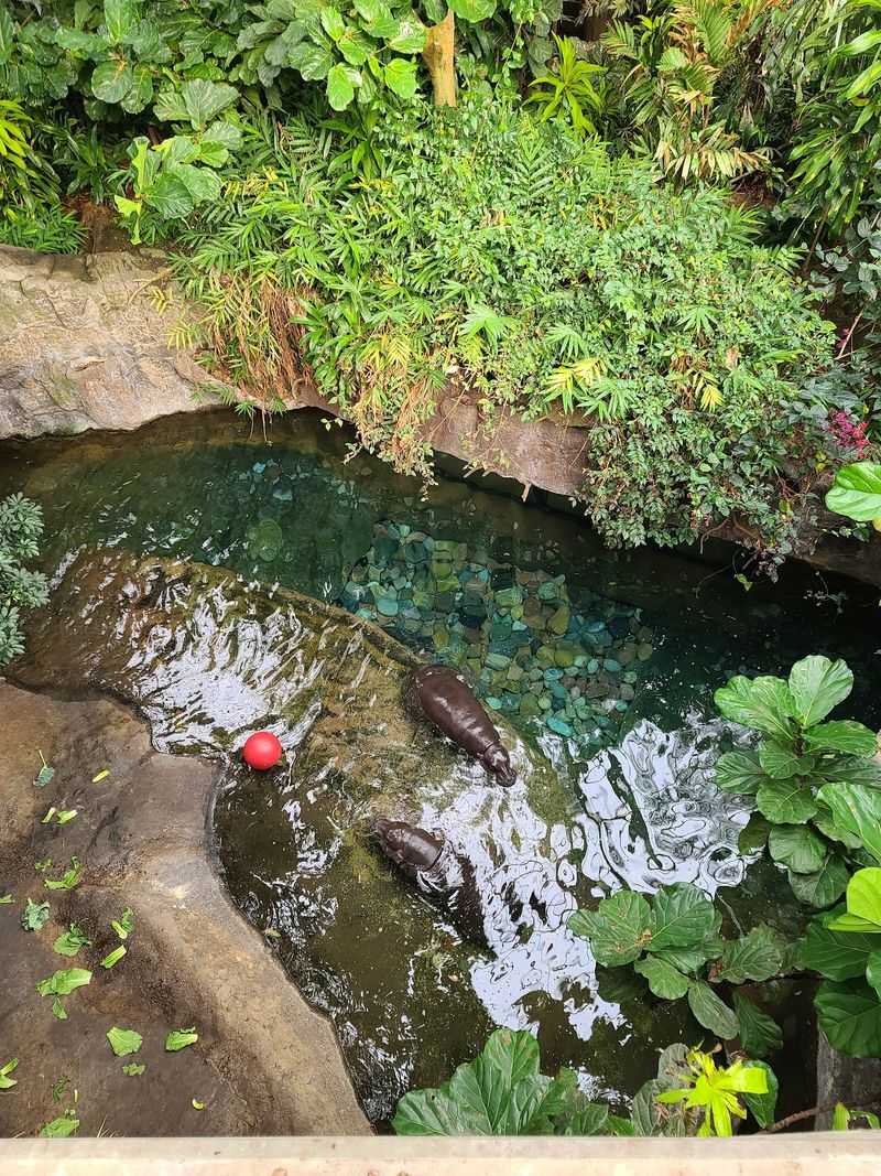 Pygmy Hippos And Tapirs Down On The Forest Floor