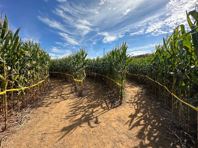 Yes, There Is A Cannon That Shoots Corn